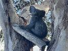 4 · "KOALA", BODO MUCHE STUDIO, BRONZE GARDEN ART STATUE LIFE SIZE, 2019 EDITION 9 OF 25