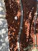 13 · 5 x CORTEN STEEL DECORATIVE SILHOUETTE GARDEN ART PANELS DEPICTING GRAPES, CURVED SIZE OF APPROXIMATELY 2350 (H) x 650mm (W)