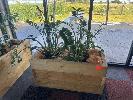 71 · MOBILE TIMBER PLANTER POT 1200 x 520 x 685mm (H), 2 x ZANZIBAR GEM PLANTS