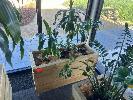 72 · MOBILE TIMBER PLANTER POT 1200 x 500 x 690mm (H), 3 x DRACAENA PLANTS
