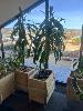 73 · MOBILE TIMBER PLANTER POT 700 x 450 x 700mm (H), 1 LARGE DRACAENA PLANT