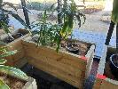 74 · MOBILE TIMBER PLANTER POT, 1200 x 500 x 690mm (H), 2 x DRACAENA PLANTS, 1 x SONG OF INDIA PLANT