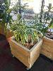 75 · MOBILE TIMBER PLANTER POT 700 x 450 x 700mm (H), 2 x SONG OF INDIA PLANTS