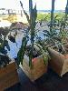 76 · MOBILE TIMBER PLANTER POT, 700 x 450 x 700mm (H), 1 x DRACAENA PLANT