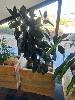 77 · MOBILE TIMBER PLANTER POT, 700 x 450 x 700mm (H), 1 x RUBBER PLANT
