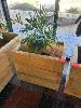 78 · MOBILE TIMBER PLANTER POT, 700 x 450 x 700mm (H), 1 x CASCADE PALM PLANT