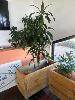 79 · MOBILE TIMBER PLANTER POT 1200 x 500 x 690mm (H), 1 x DRACAENA PLANT