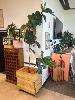 81 · MOBILE TIMBER PLANTER POT 700 x 450 x 700mm (H), LARGE FIDDLE FERN PLANT