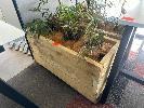 82 · MOBILE TIMBER PLANTER POT 1200 x 500 x 690mm (H), 3 x SUNSHINE PALMS